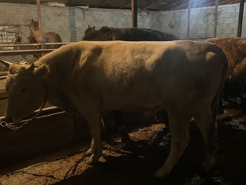 Продам бык. Бұқа сатылады