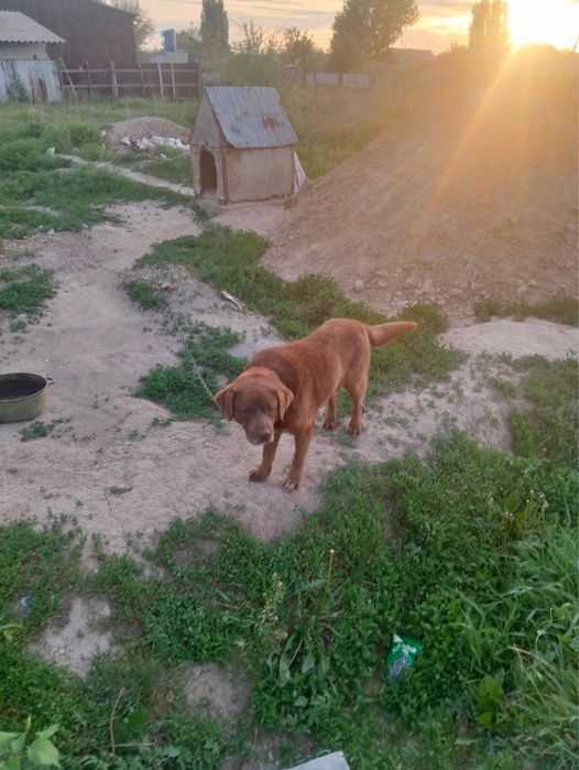 Продается лабрадор