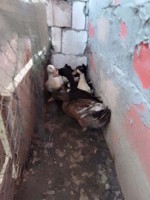 Vând rate mute, rate românești și rate rouene