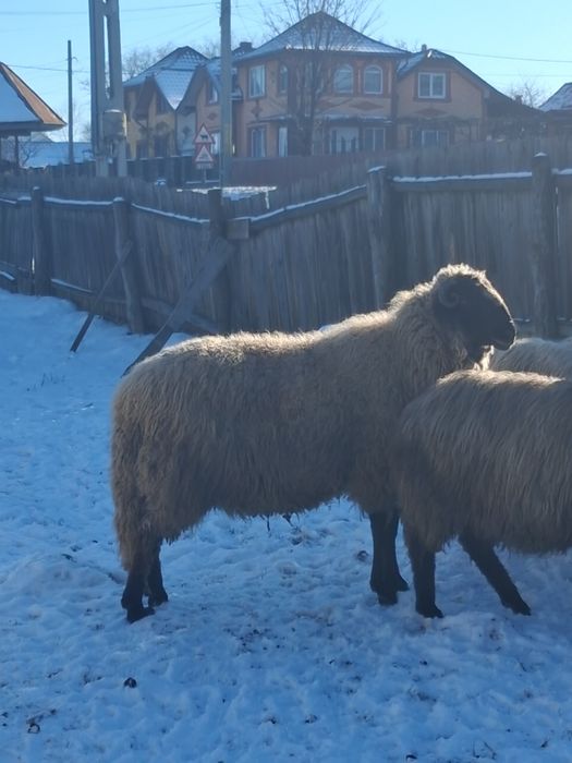 Vand berbec Carabas cu breaz