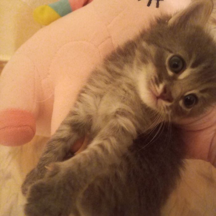 Котята  мальчики один месяц