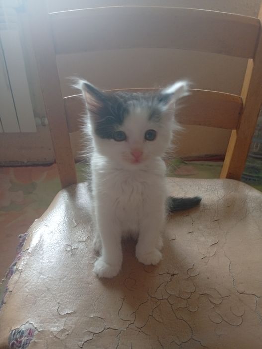 Котята безплатно
