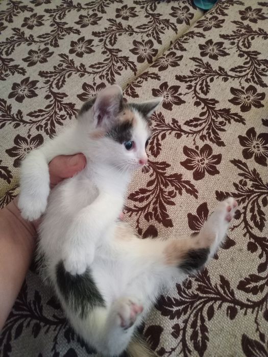 Отдам даром котят