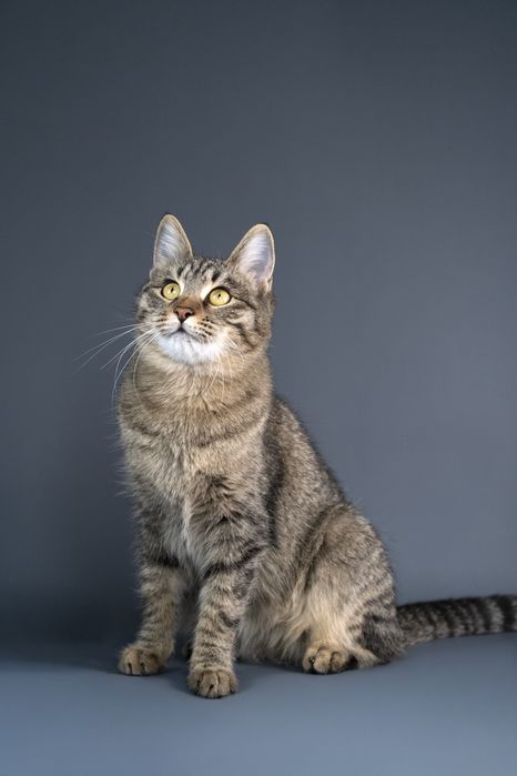 Кошечка Мыша ищет дом