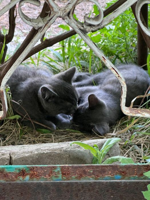 Отдам котят в хорошие руки