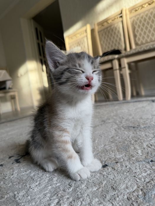 Отдам котенка в добрые руки