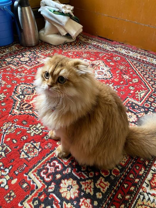 Скоттиш      фолд