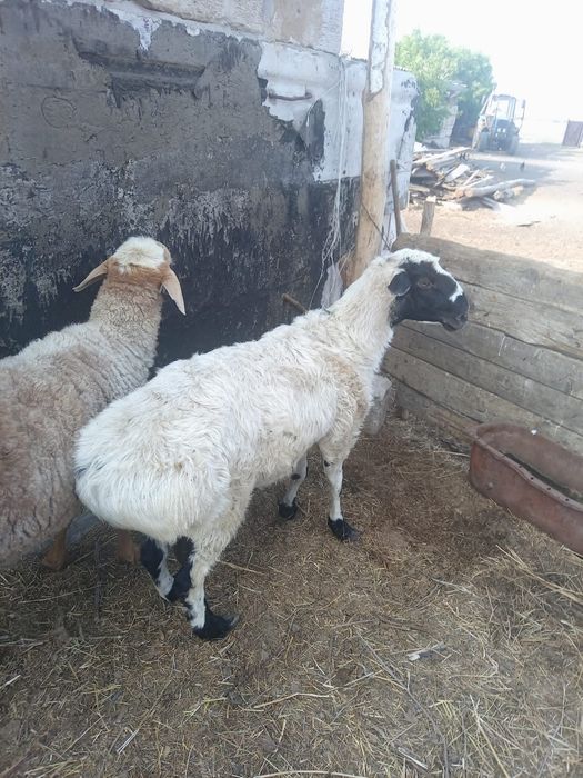 Продам кошкаров курдючных.
