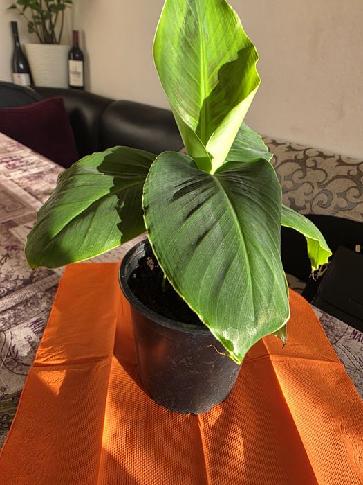 Банан  стайно цвете