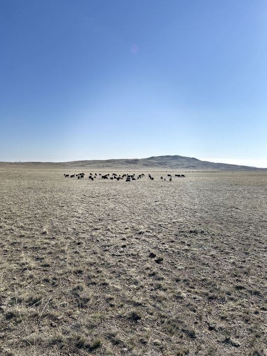 Продаю козы козлята