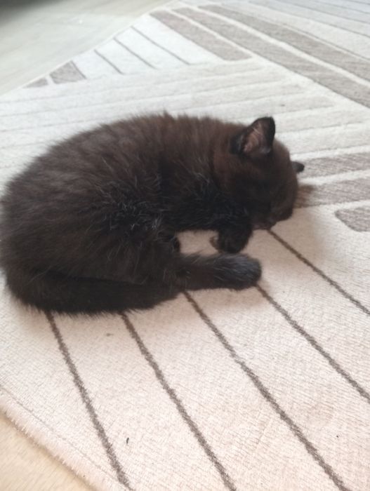Отдам котенка мальчика