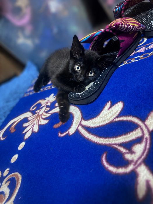 Отдадим котёнка мальчика