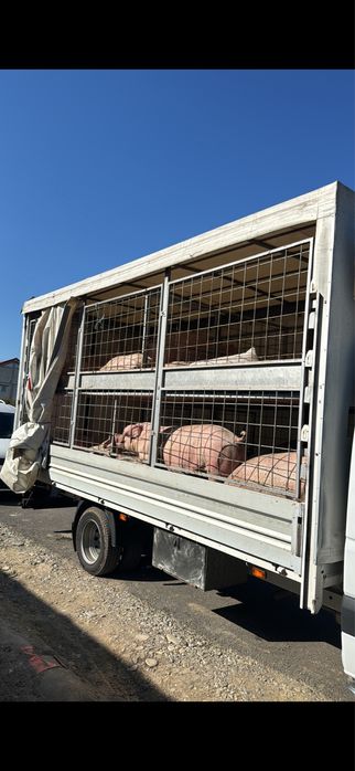 Transport animale vii!