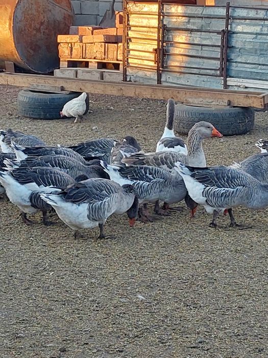 Продам гусей домашних