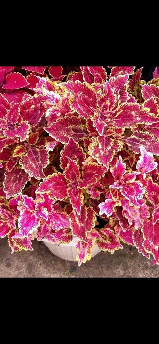 Продам цветы колеусы