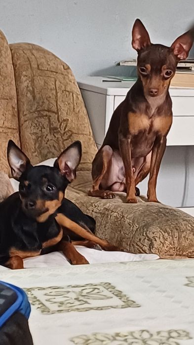 Щенки той терьера