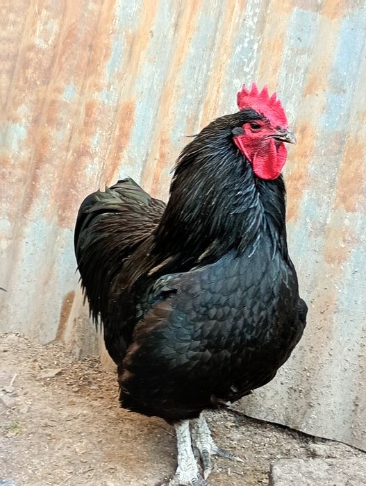 Găini Australorp