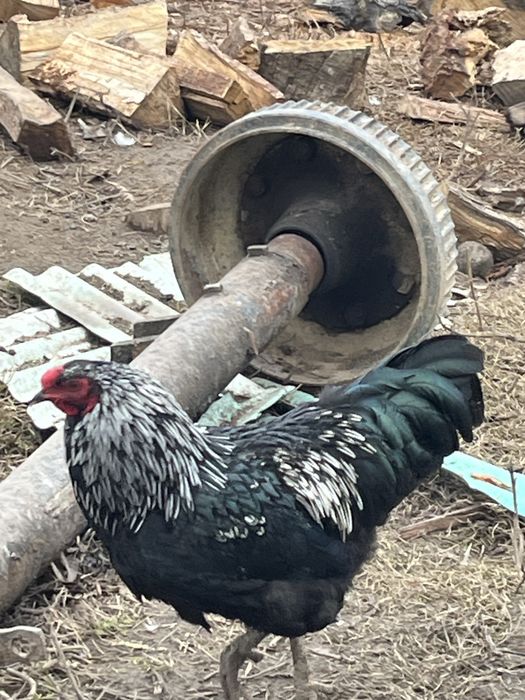 Cocosi de rasa crescuti bio