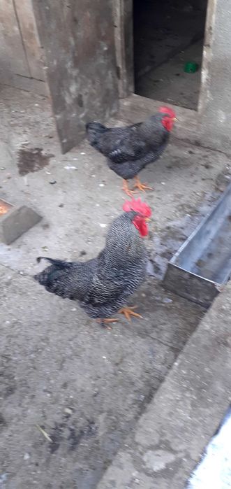 Vând coși wyandotte de  8luni