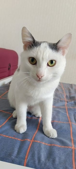 Кот, мальчик. 1 год