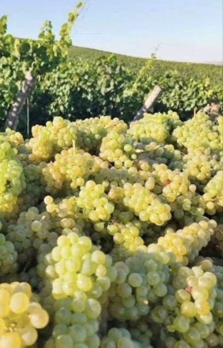Vand struguri de vin