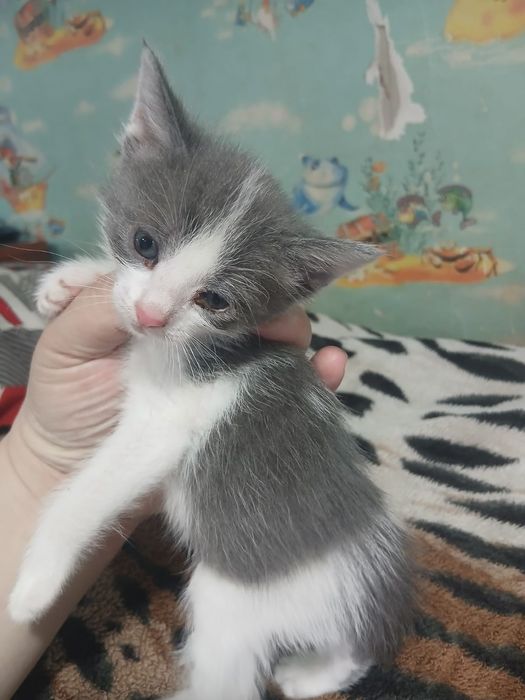 Отдам котят милота