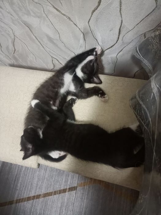 Отдам котят добрым людям