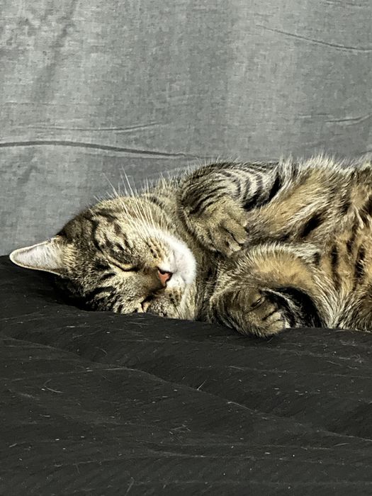 Кот домашний Симба 5 лет