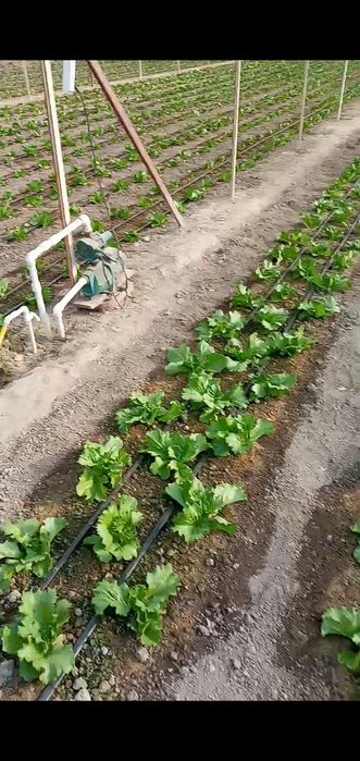 Срочно 13,5 сотих 8 хонали уй сотилади.