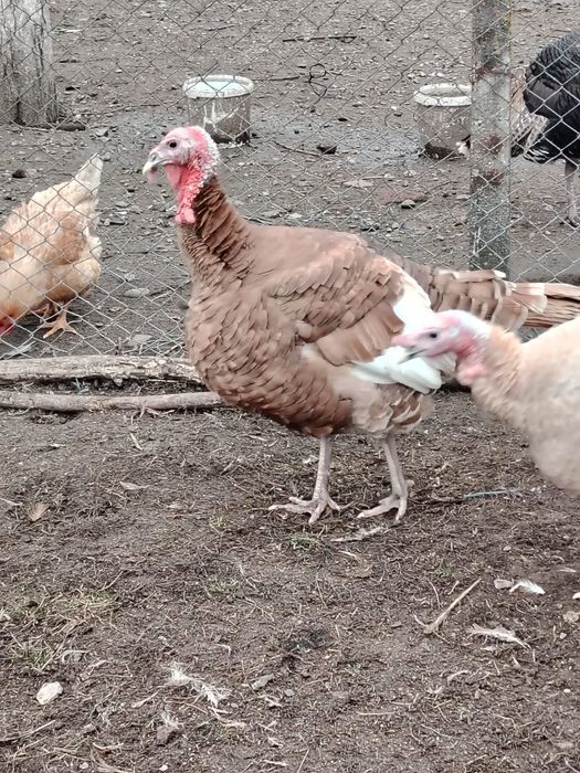 Vând sau schimb curcan tânăr