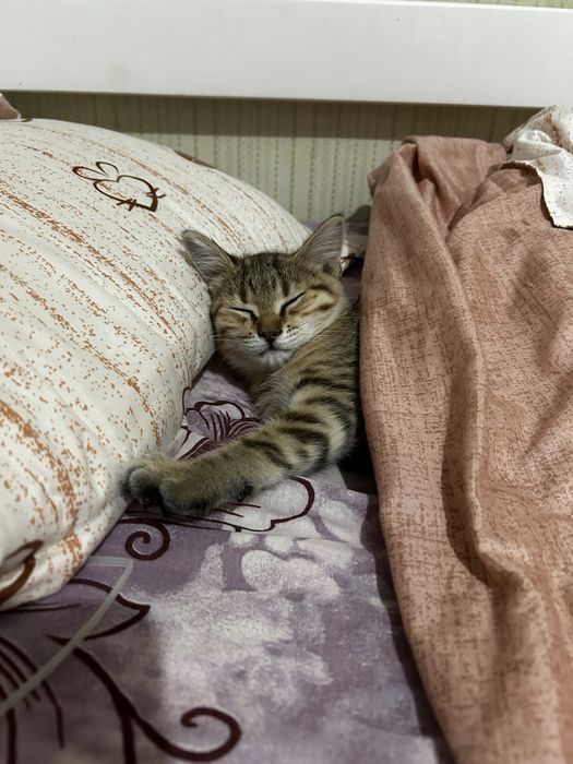Отдам кошку в добрые руки