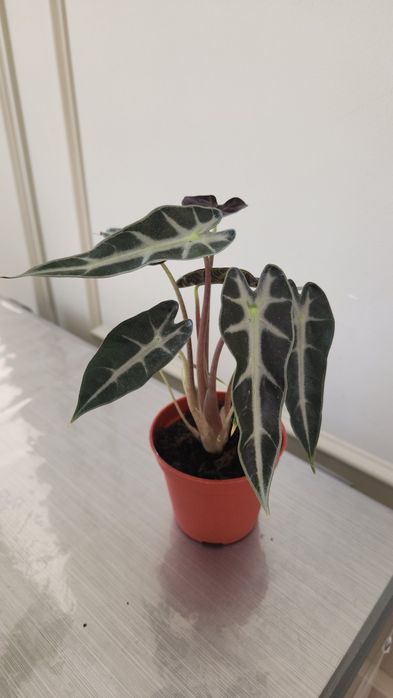 Комнаты цветы от 4500