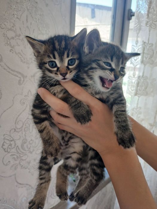 Отдам дарим милых котят в заботливых рукам