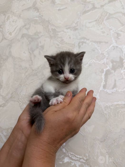 Мушук боласи,Котенок