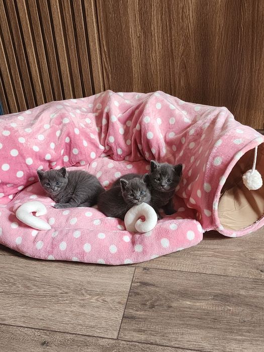 Котята породы британская