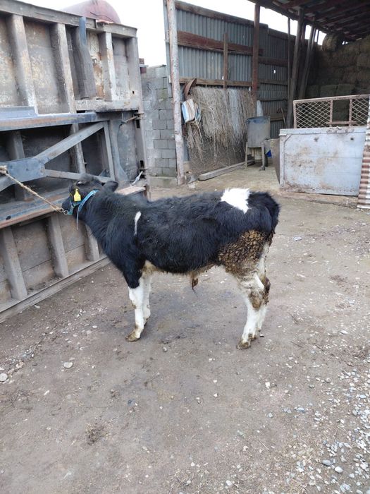 Асалам алейкум продам бычок 360 тысяч уена