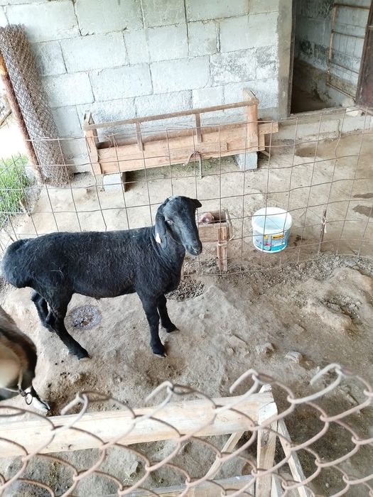 Қошқар 1 жасар сатылады