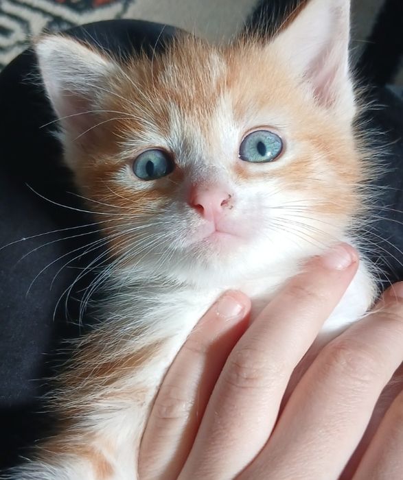 ofer spre adoptie pisic
