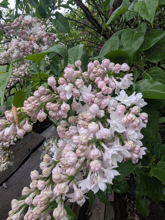 Букеты колерованной сирени