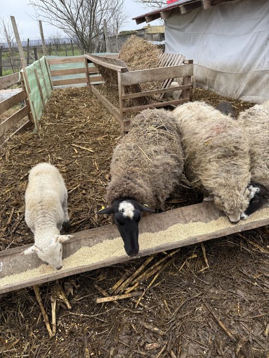 Oi Romanov de vanzare