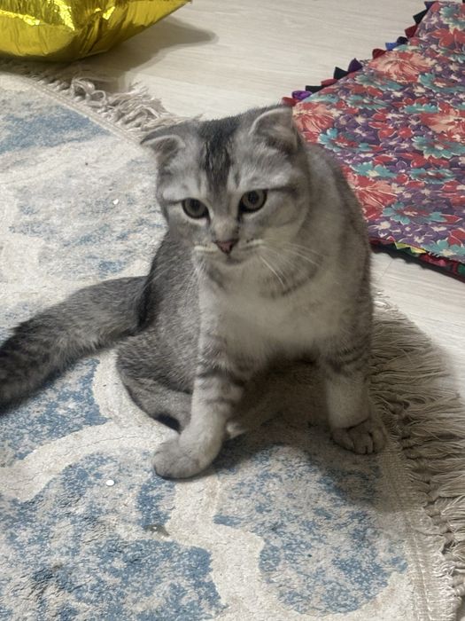 Кошкакошкакошкаа