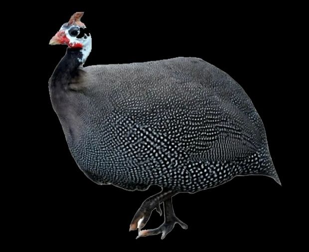 Яйцо цесарки инкубационное