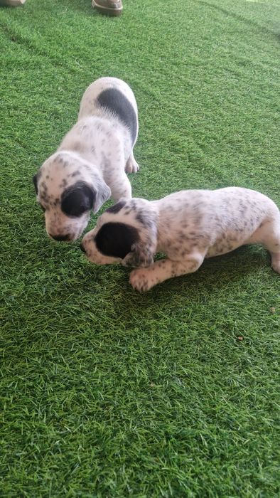 Продам щенков мама далматин