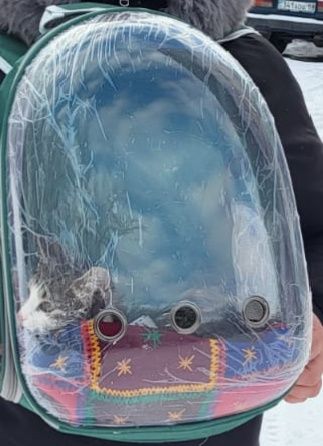 Продам рюкзак для кошек 7000т