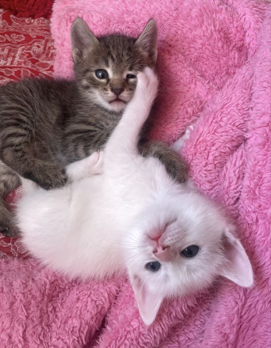 Отдам в добрые руки