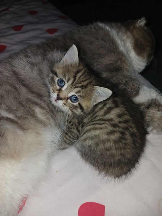 Британские котята