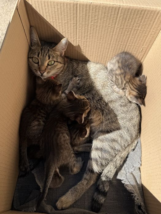Отдам котят в добрые руки !