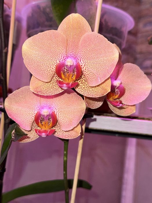 Продаю орхидеи, цветы комнатные