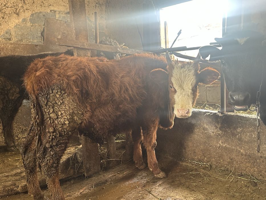 Продам быка Порода Калмык