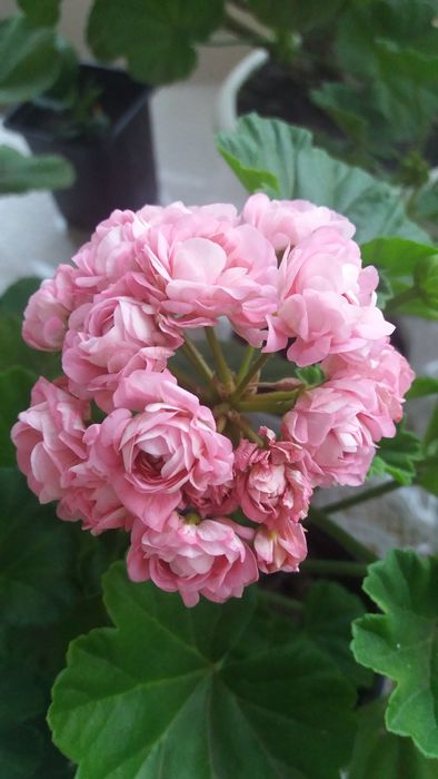 Сортовые пеларгонии.